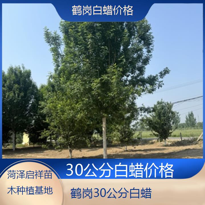 鹤岗30公分白蜡价格-榜单一览