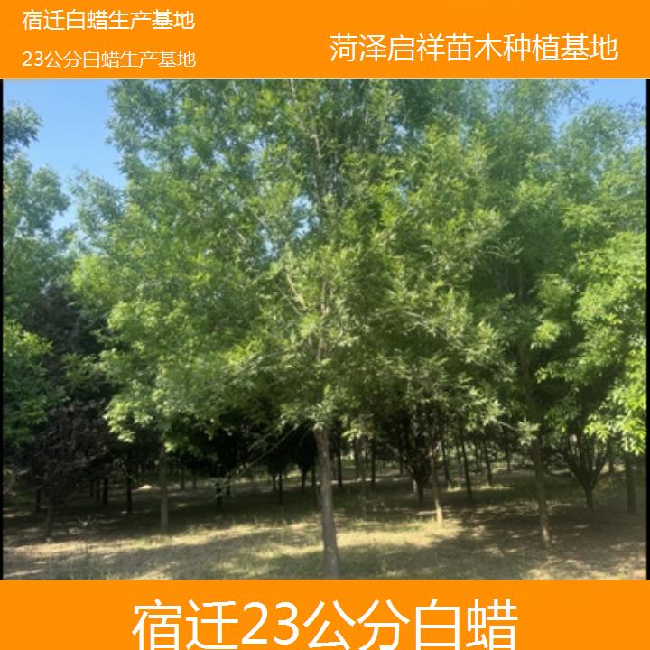 宿迁23公分白蜡生产基地-榜单一览