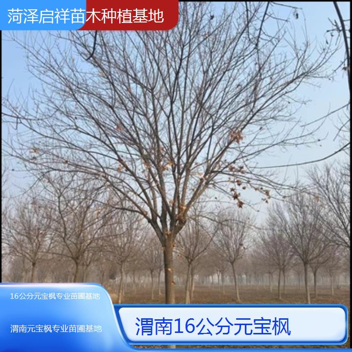 渭南16公分元宝枫专业苗圃基地-排名一览