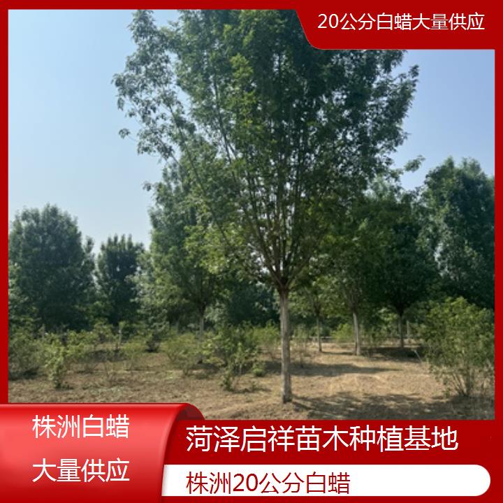 株洲20公分白蜡大量供应-榜单一览