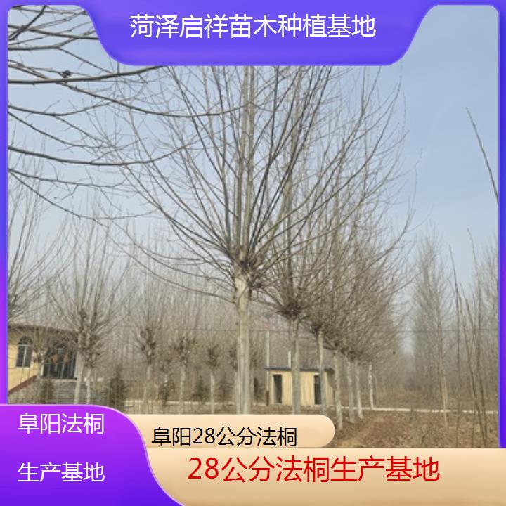 阜阳28公分法桐生产基地-人气排行榜