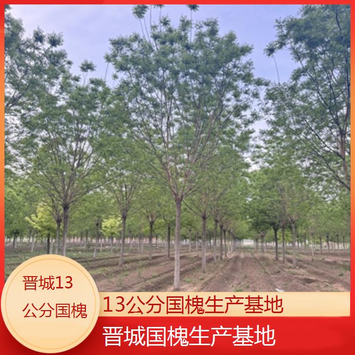 晋城13公分国槐生产基地-按口碑排名