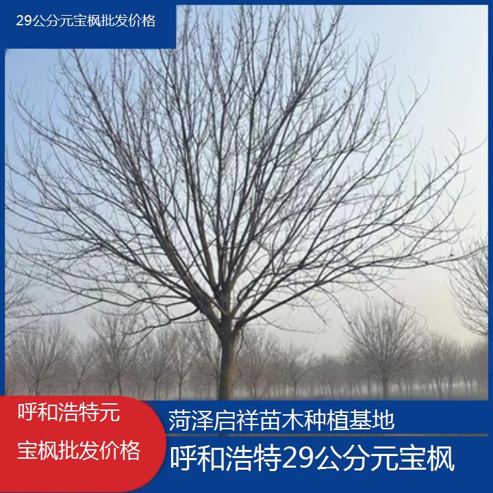 呼和浩特29公分元宝枫批发价格-排名一览