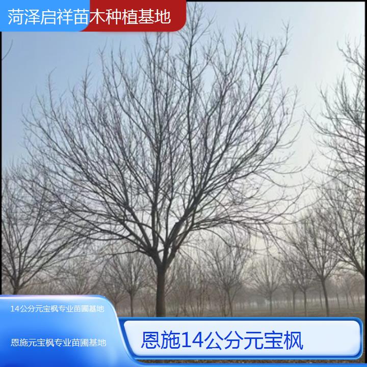 恩施14公分元宝枫专业苗圃基地-排名一览