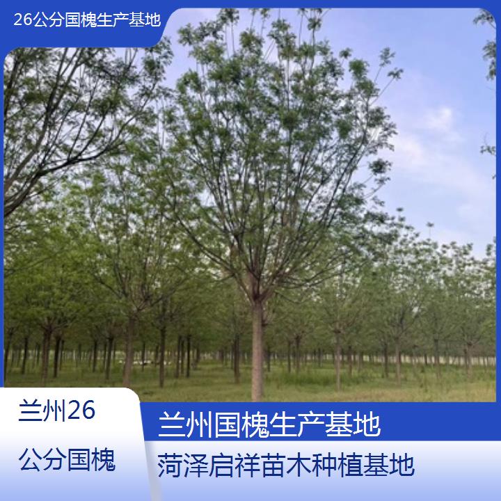 兰州26公分国槐生产基地-按口碑排名