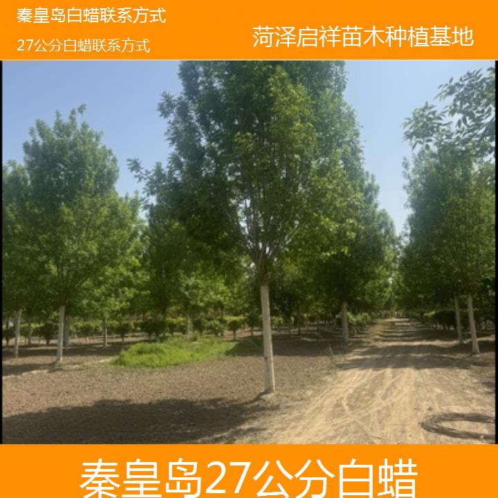 秦皇岛27公分白蜡联系方式-榜单一览