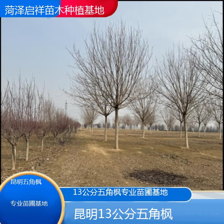 昆明13公分五角枫专业苗圃基地-榜单汇总