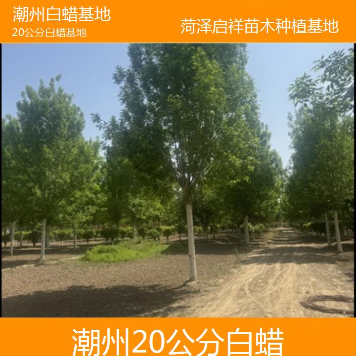 潮州20公分白蜡基地-榜单一览