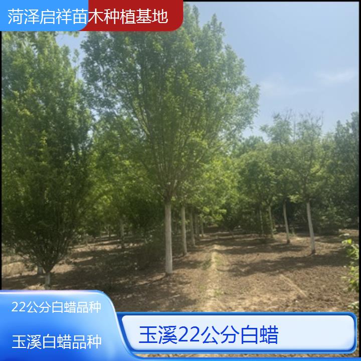 玉溪22公分白蜡品种-榜单一览