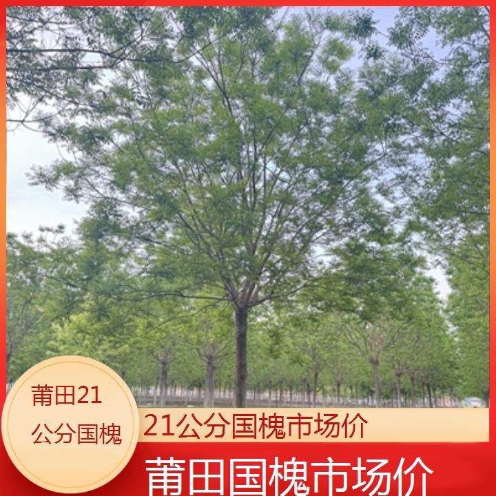 莆田21公分国槐市场价-按口碑排名