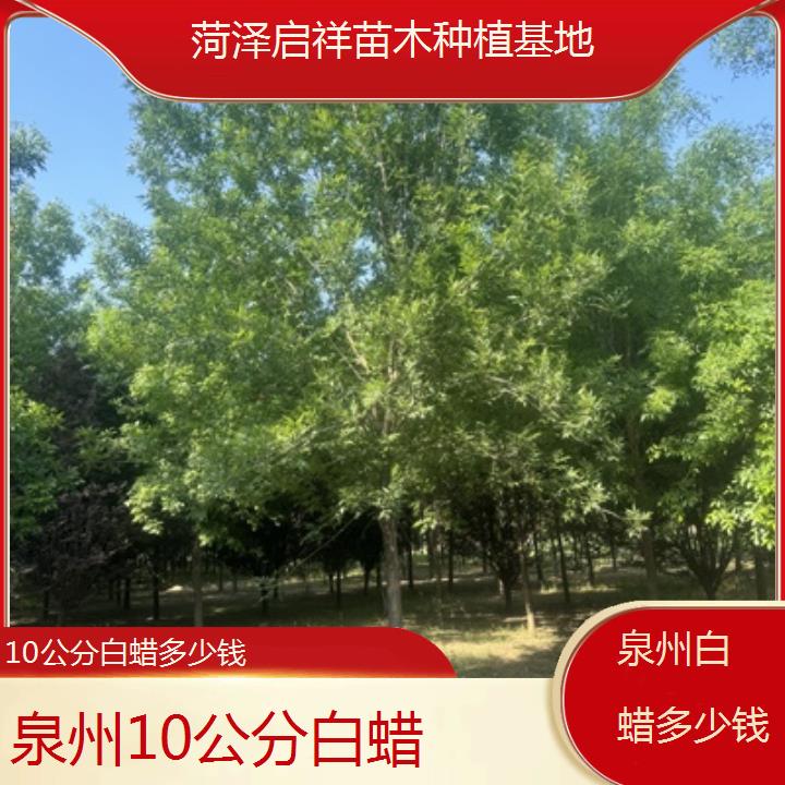 泉州10公分白蜡多少钱-榜单一览