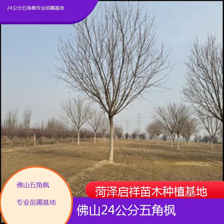 佛山24公分五角枫专业苗圃基地-榜单汇总