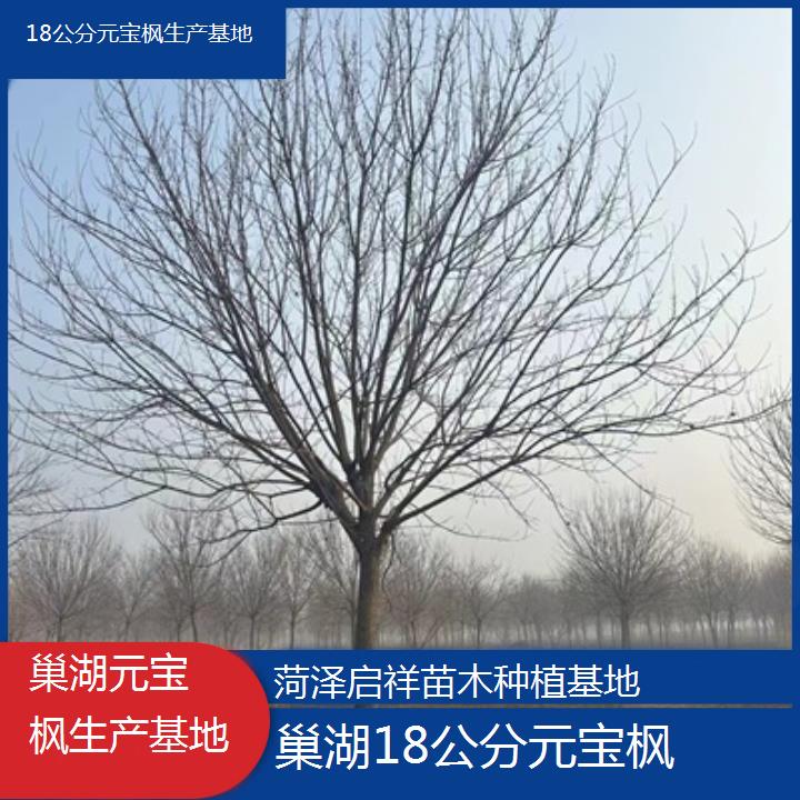 巢湖18公分元宝枫生产基地-排名一览