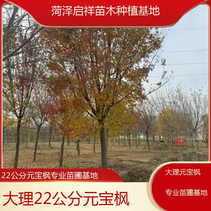 大理22公分元宝枫专业苗圃基地-排名一览