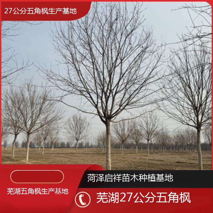 芜湖27公分五角枫生产基地-榜单汇总