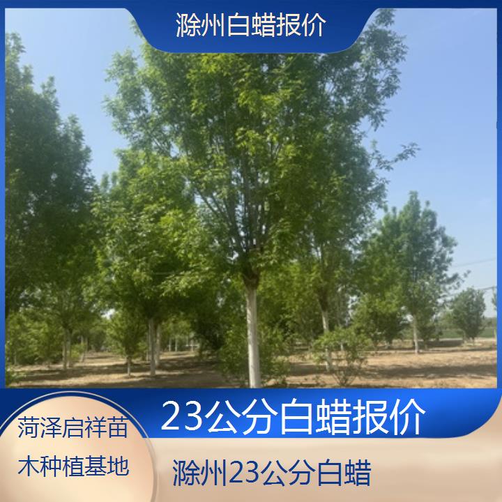 滁州23公分白蜡报价-榜单一览