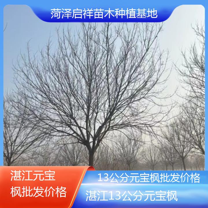 湛江13公分元宝枫批发价格-排名一览