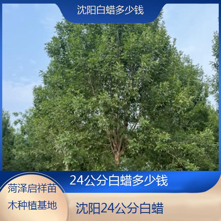 沈阳24公分白蜡多少钱-榜单一览