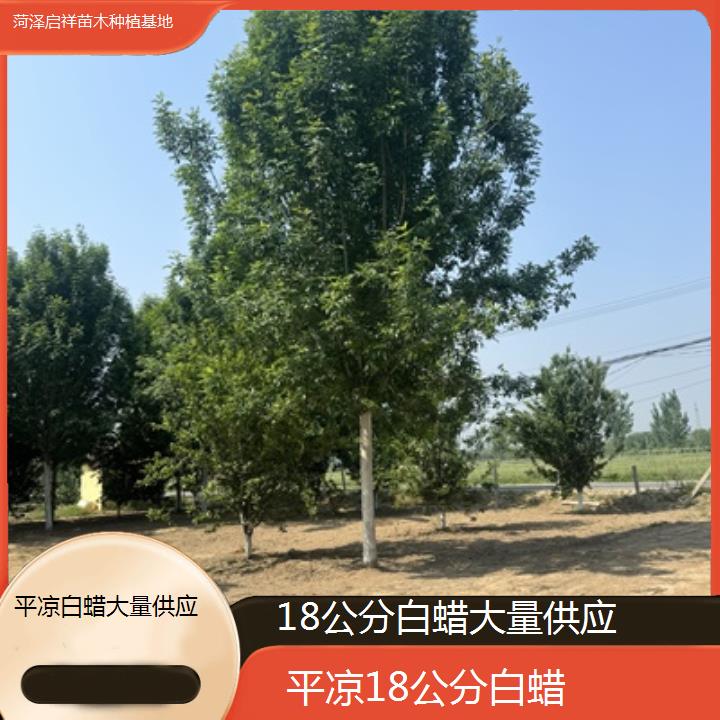 平凉18公分白蜡大量供应-榜单一览