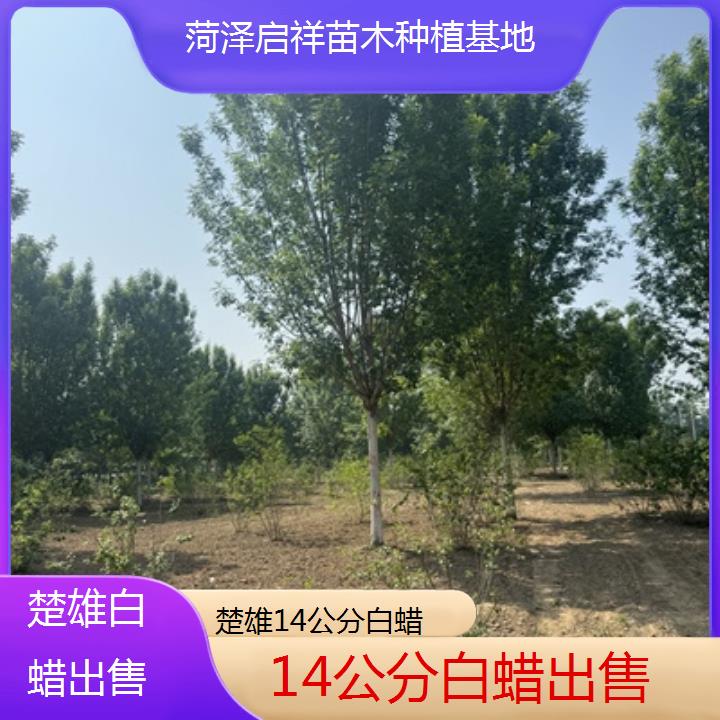 楚雄14公分白蜡出售-榜单一览