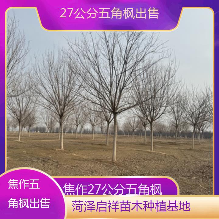 焦作27公分五角枫出售-榜单汇总