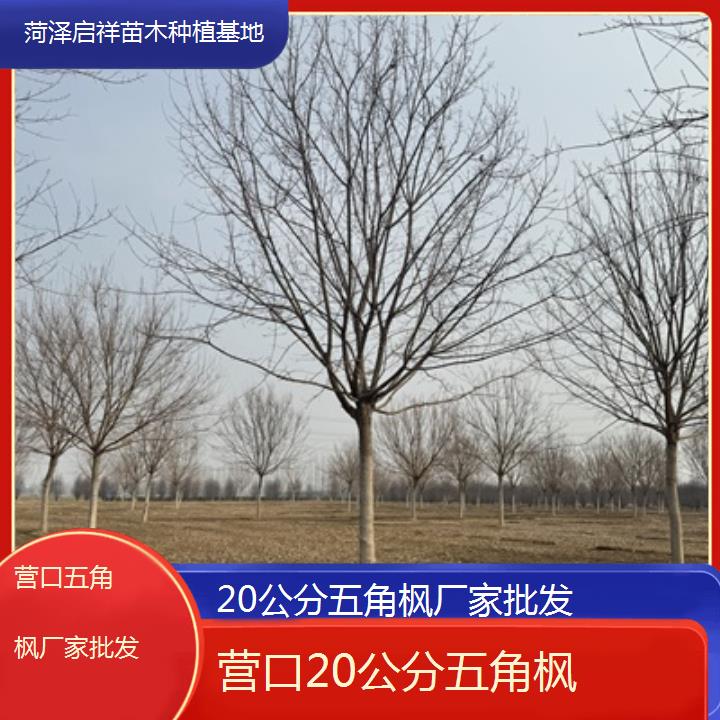 营口20公分五角枫厂家批发-榜单汇总