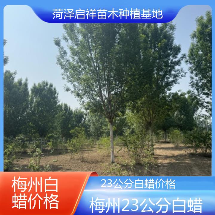 梅州23公分白蜡价格-榜单一览