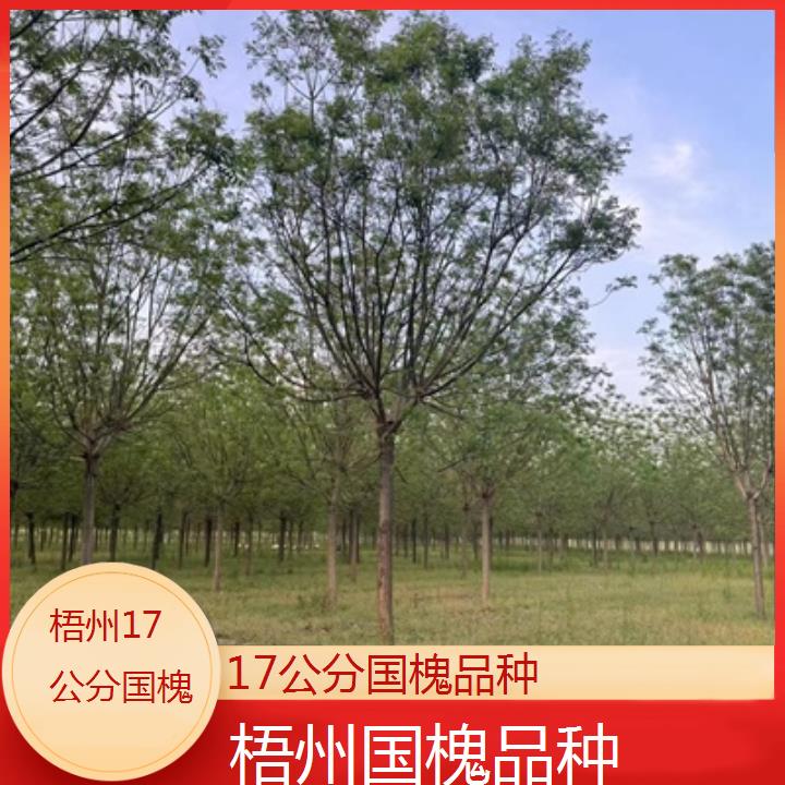 梧州17公分国槐品种-按口碑排名