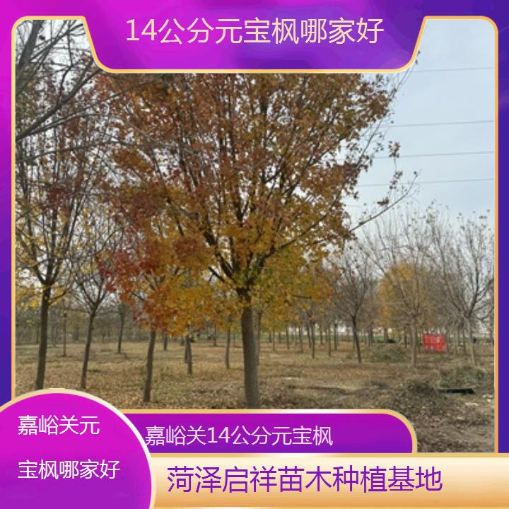 嘉峪关14公分元宝枫哪家好-排名一览