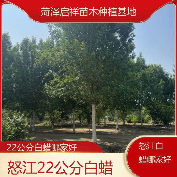 怒江22公分白蜡哪家好-榜单一览