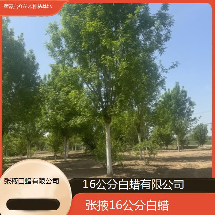 张掖16公分白蜡有限公司-榜单一览