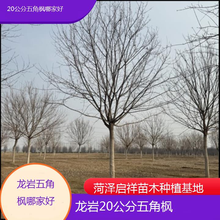 龙岩20公分五角枫哪家好-榜单汇总