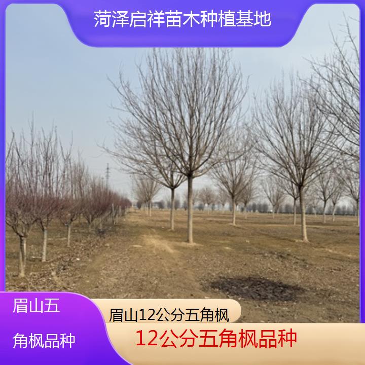 眉山12公分五角枫品种-榜单汇总