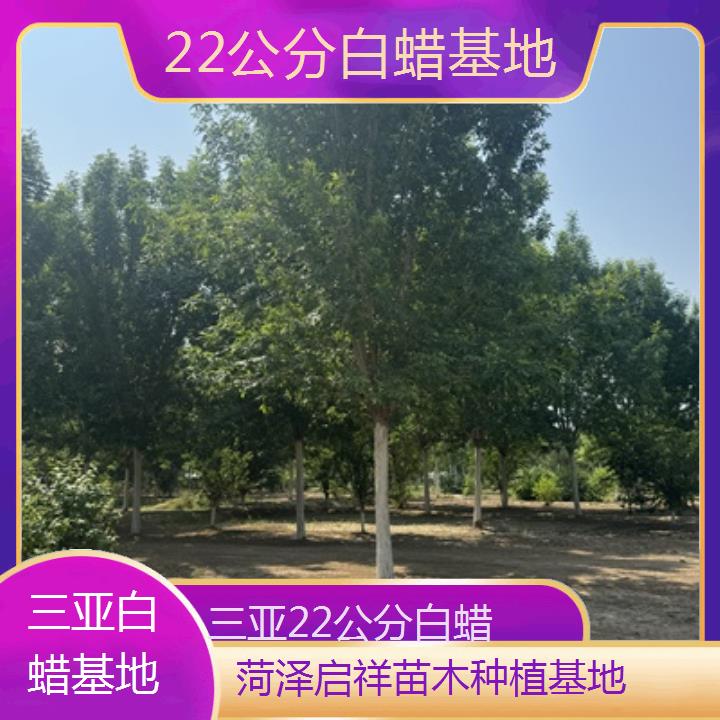 三亚22公分白蜡基地-榜单一览