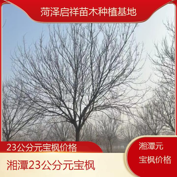 湘潭23公分元宝枫价格-排名一览