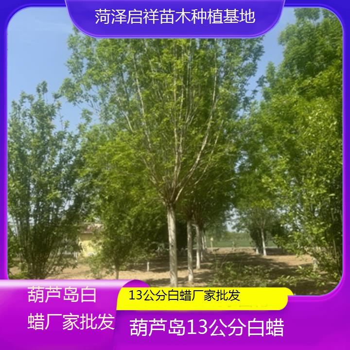 葫芦岛13公分白蜡厂家批发-榜单一览