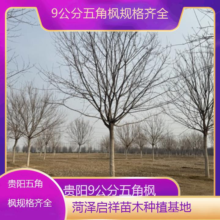 贵阳9公分五角枫规格齐全-榜单汇总