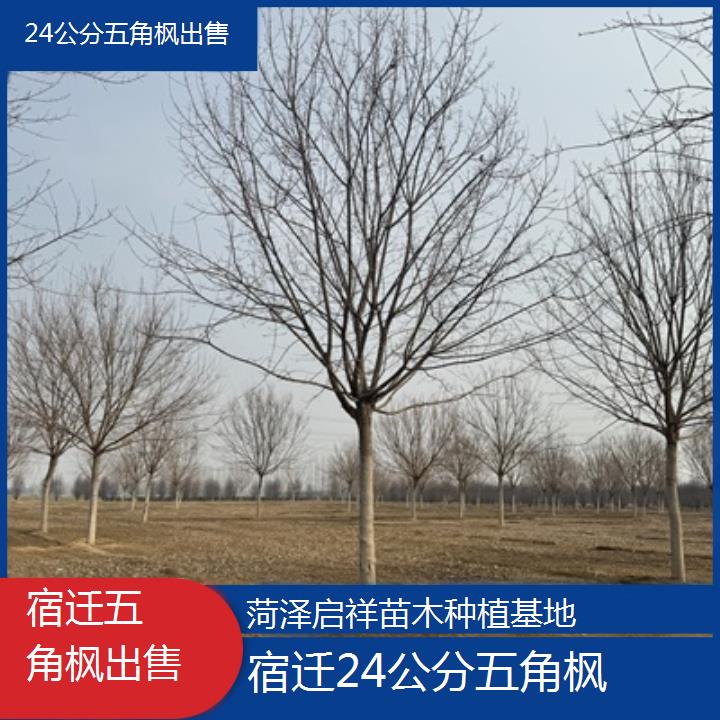 宿迁24公分五角枫出售-榜单汇总