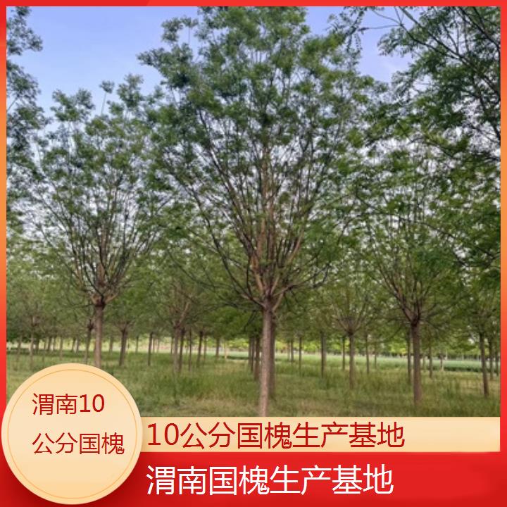 渭南10公分国槐生产基地-按口碑排名