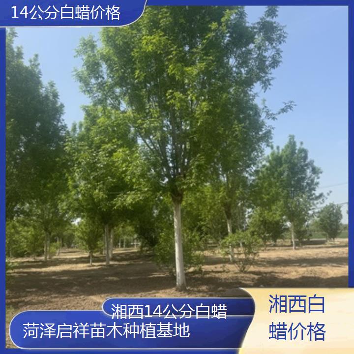 湘西14公分白蜡价格-榜单一览