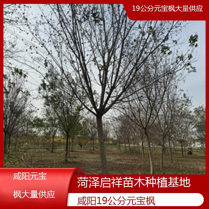 咸阳19公分元宝枫大量供应-排名一览