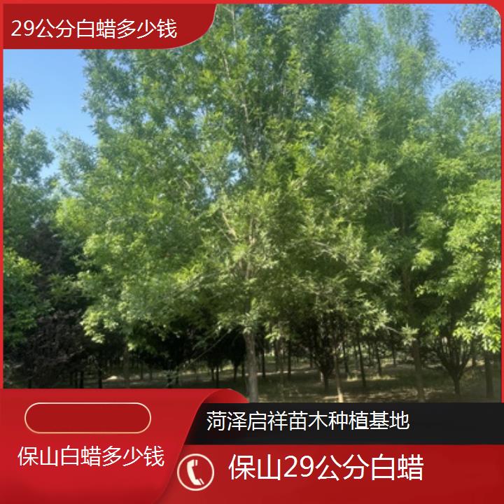 保山29公分白蜡多少钱-榜单一览