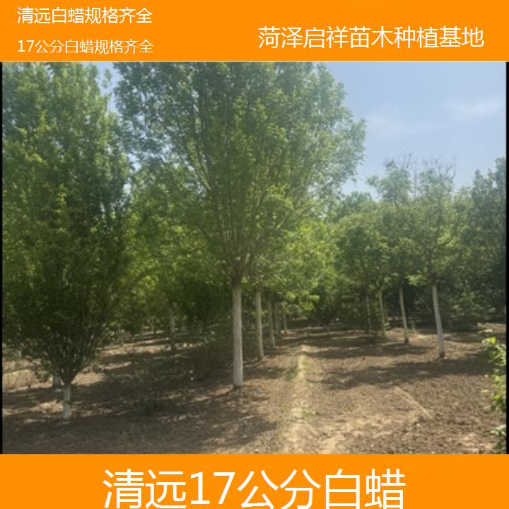 清远17公分白蜡规格齐全-榜单一览