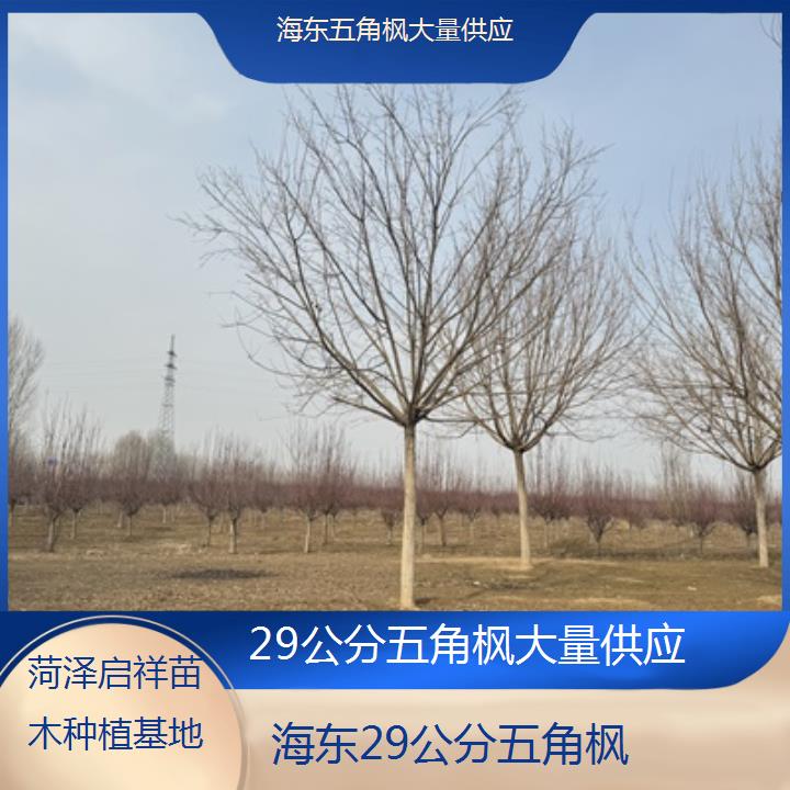 海东29公分五角枫大量供应-榜单汇总