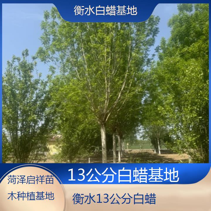 衡水13公分白蜡基地-榜单一览