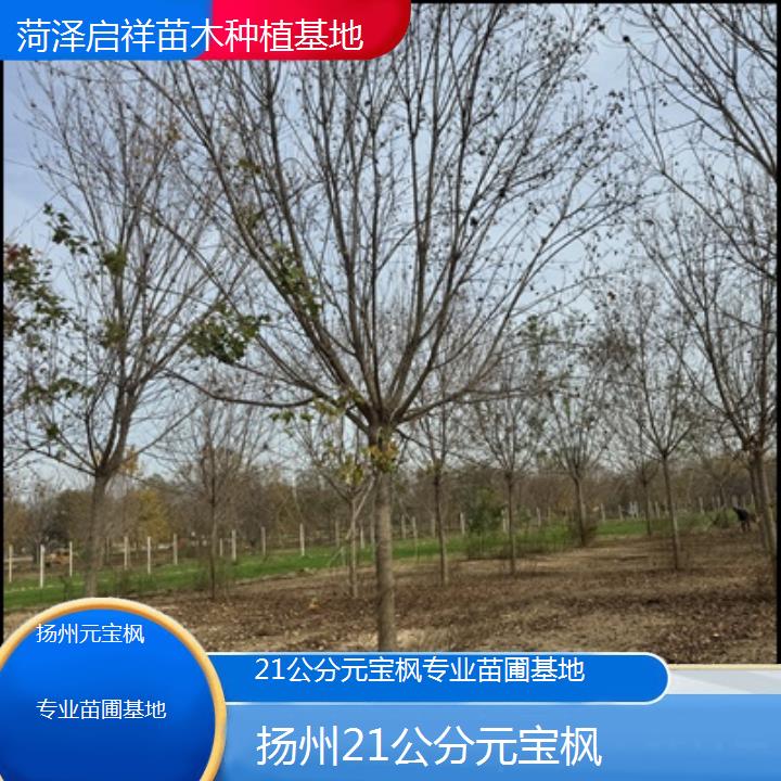 扬州21公分元宝枫专业苗圃基地-排名一览