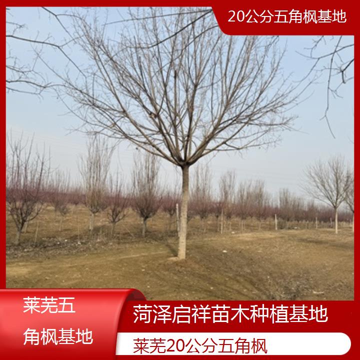 莱芜20公分五角枫基地-榜单汇总