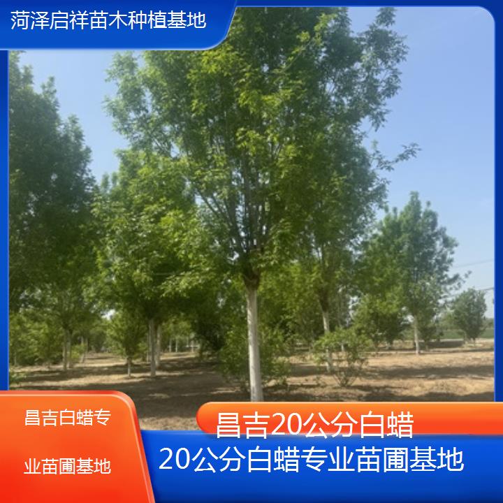 昌吉20公分白蜡专业苗圃基地-榜单一览