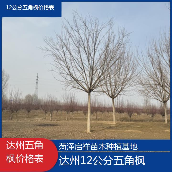 达州12公分五角枫价格表-榜单汇总