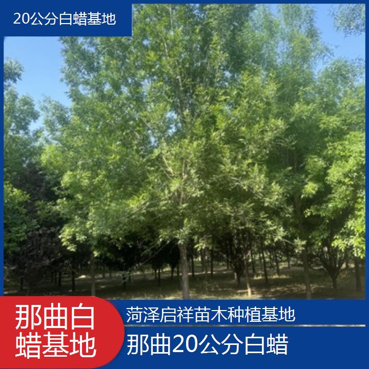 那曲20公分白蜡基地-榜单一览